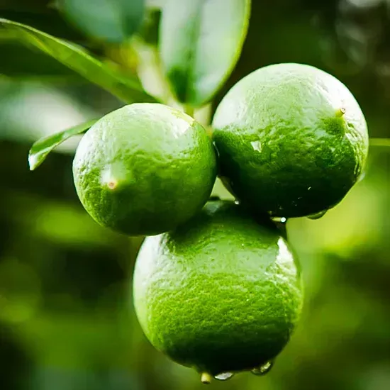 Mexican Lime Bush
