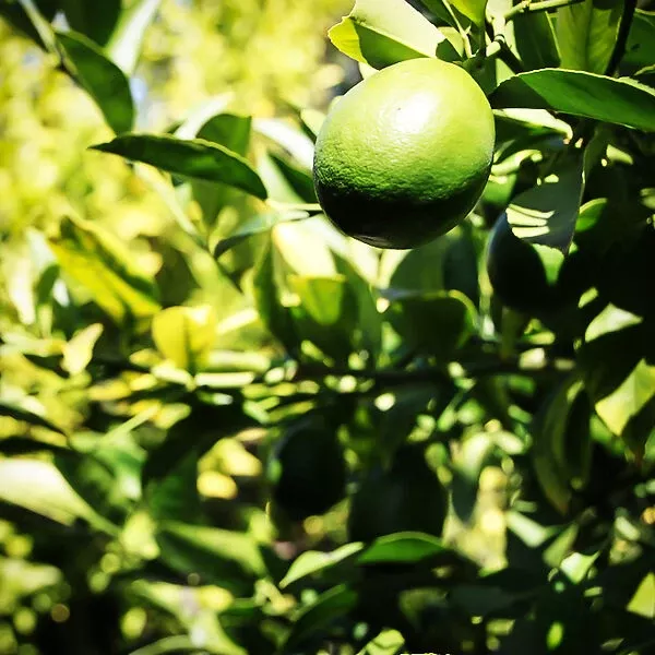 Mexican Lime Tree