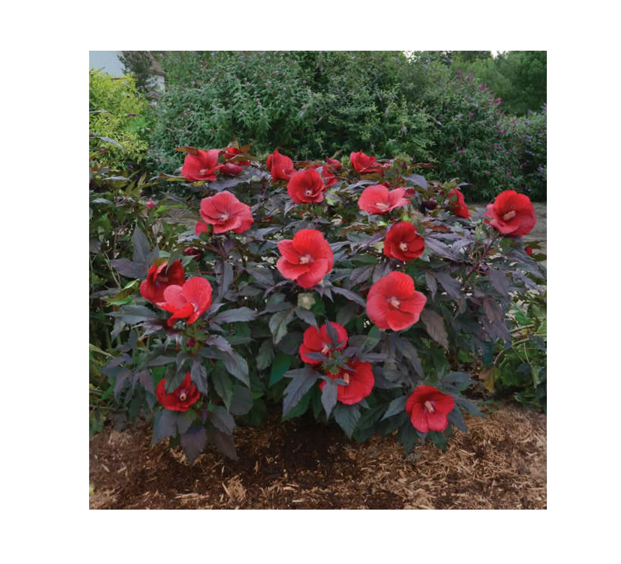 Midnight Marvel Hibiscus