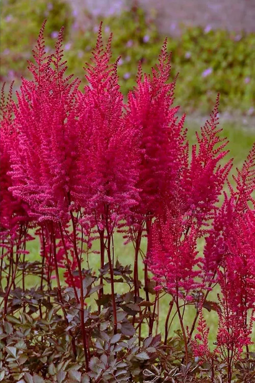 Mighty Chocolate Cherry Astilbe - 1 Gallon Pot