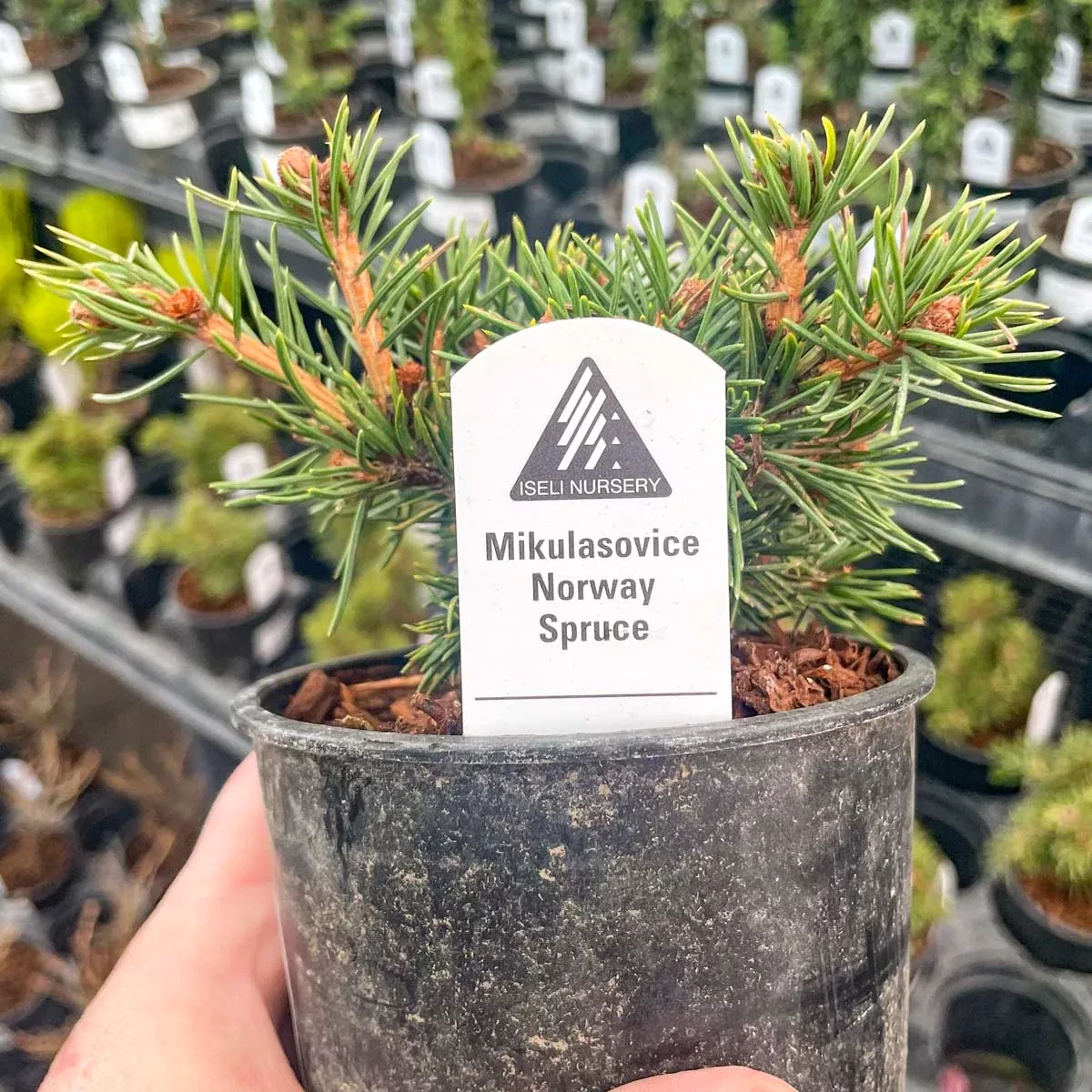 Mikulasovice Norway Spruce