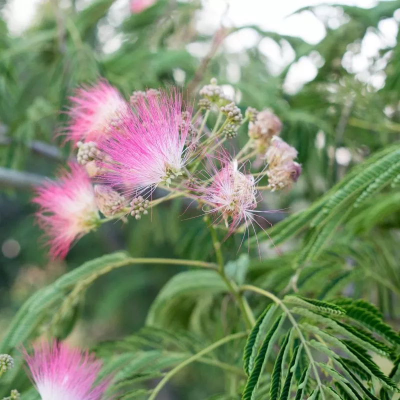 Mimosa Tree Tree