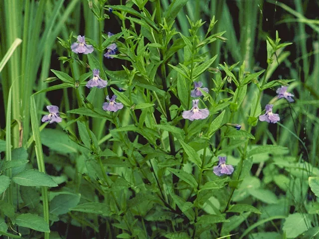Mimulus ringens