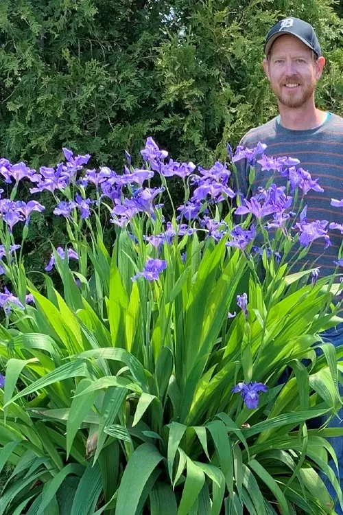 Ming Treasure Ampliflora Iris - 1 Gallon Pot