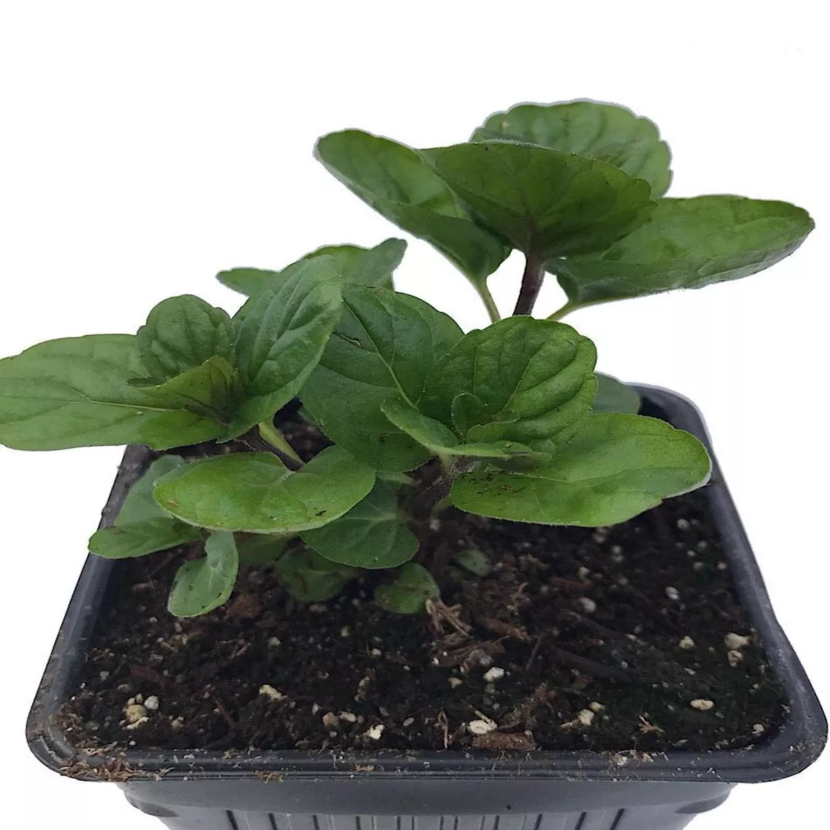 Mint - Spearmint