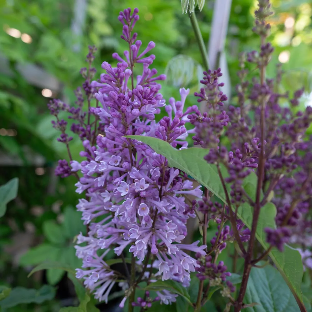 Minuet Preston Lilac