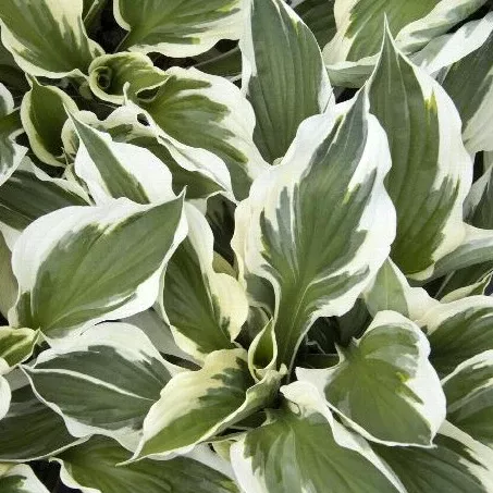 Minuteman Hosta (Plantain Lily)