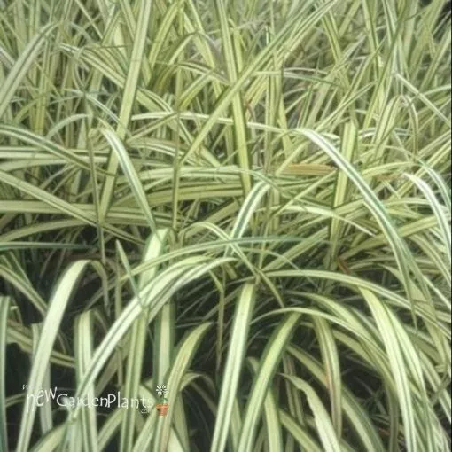 Miscanthus 'Cabaret' - One Quart Pot