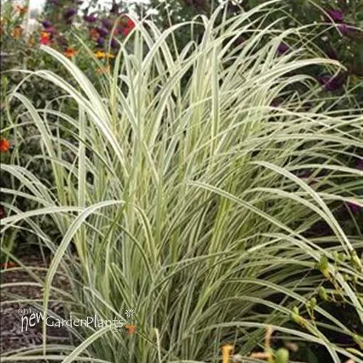 Miscanthus 'Dixieland' - One Quart Pot
