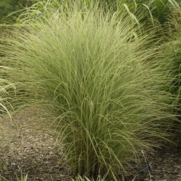 Miscanthus s. Morning Light