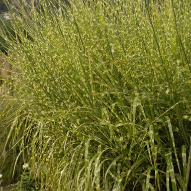 Miscanthus s. 'Strictus' (30)ct Flat