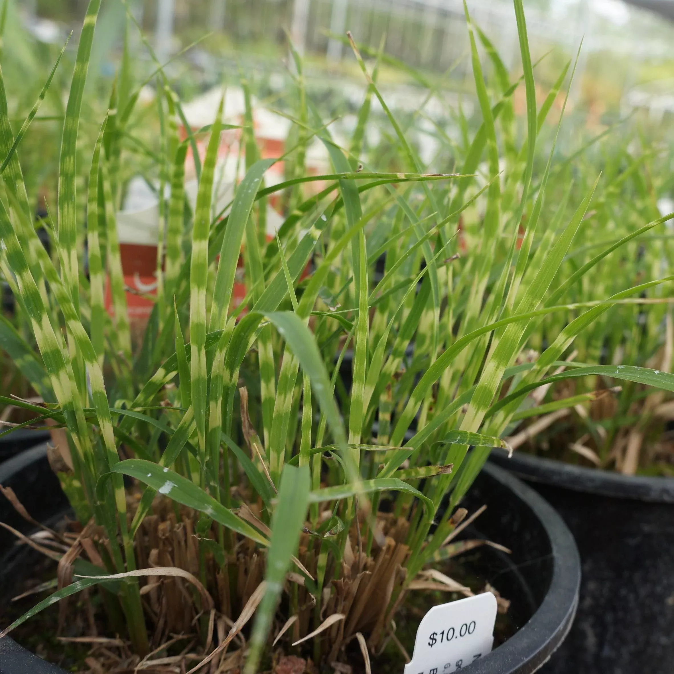 Miscanthus sinensis 'NCMS2B'- Bandwidth Maiden Grass