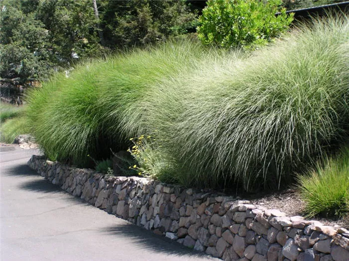 Miscanthus sinensis ‘Sarabande’