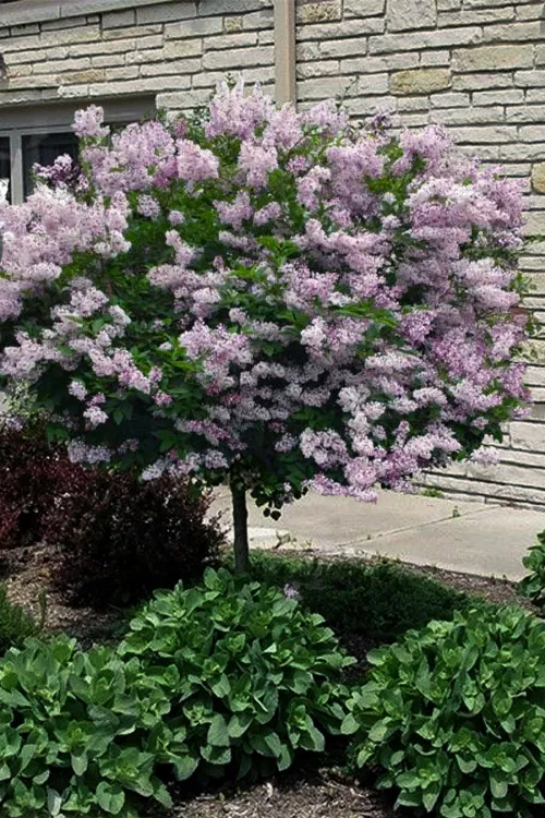 Miss Kim Lilac Tree (Single Trunk) - 7 Gallon Pot