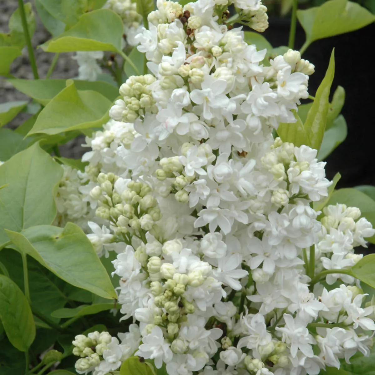 Mme. Lemoine Common Lilac