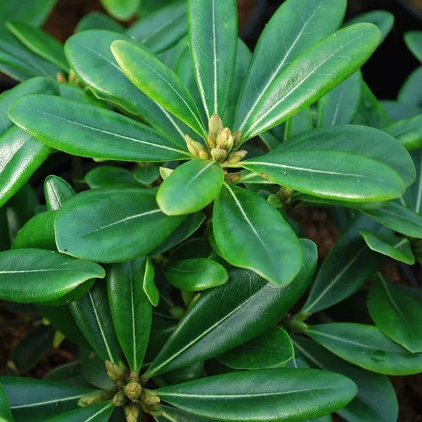 Mock Orange – 5 Gallon