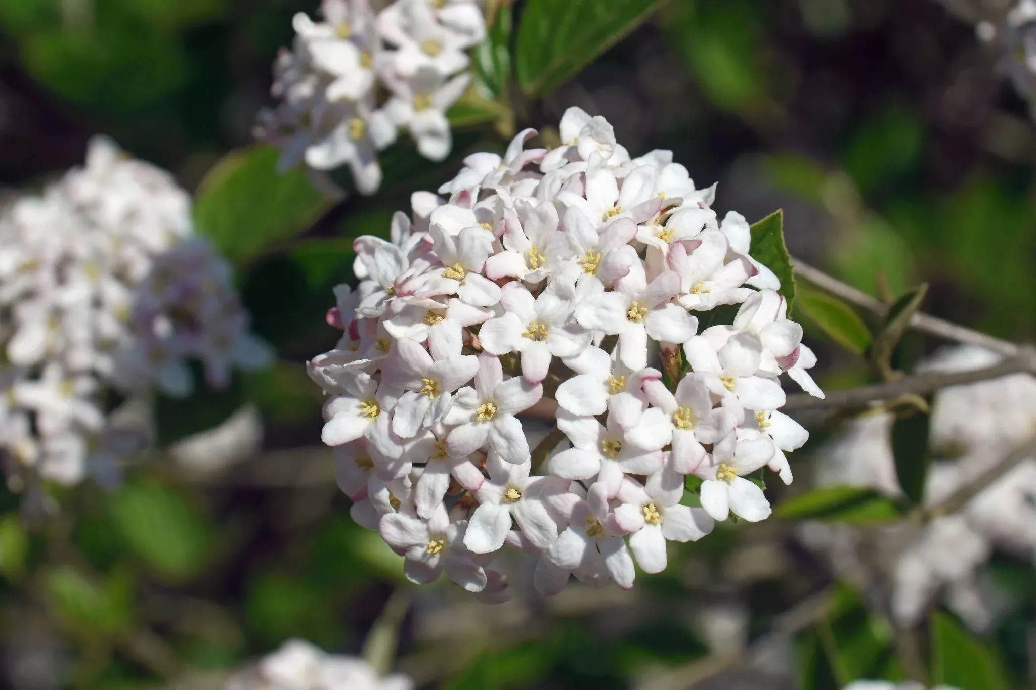 Mohawk Burkwood Viburnum