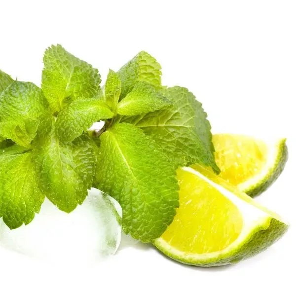 Mojito Mint