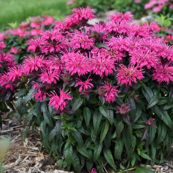 Monarda ‘Berry Taffy’