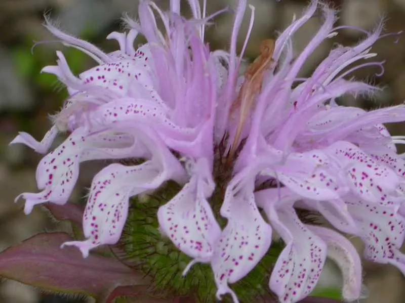 Monarda braduriana