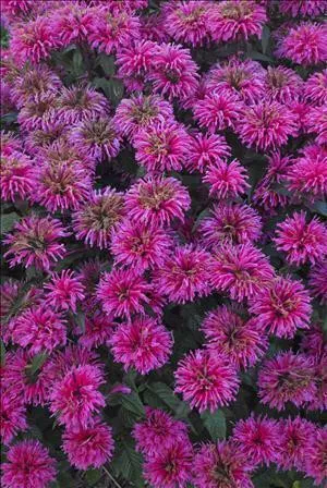 Monarda 'Bubblegum Blast' PP27497 (4) 1-gallons