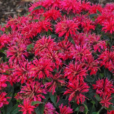 Monarda 'Cherry Pops' PP27618 (20)ct Flat