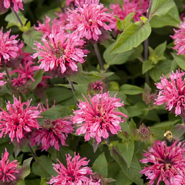 Monarda d. Pink Lace