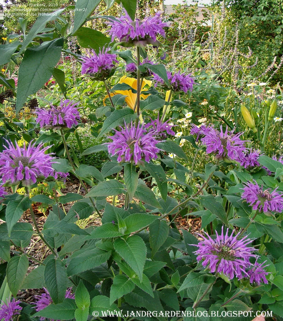 Monarda ‘Dark Ponticum’