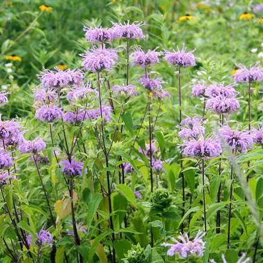 Monarda fistulosa