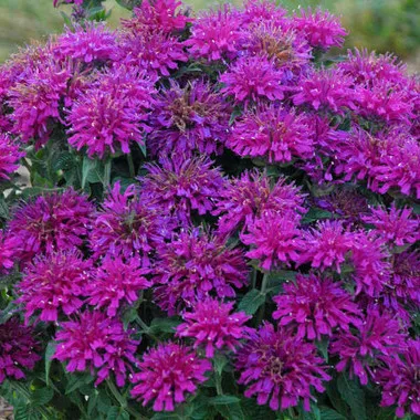 Monarda 'Grape Gumball' PP27498 (20)ct Flat