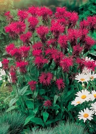 Monarda 'Jacob Cline' (20)ct Flat