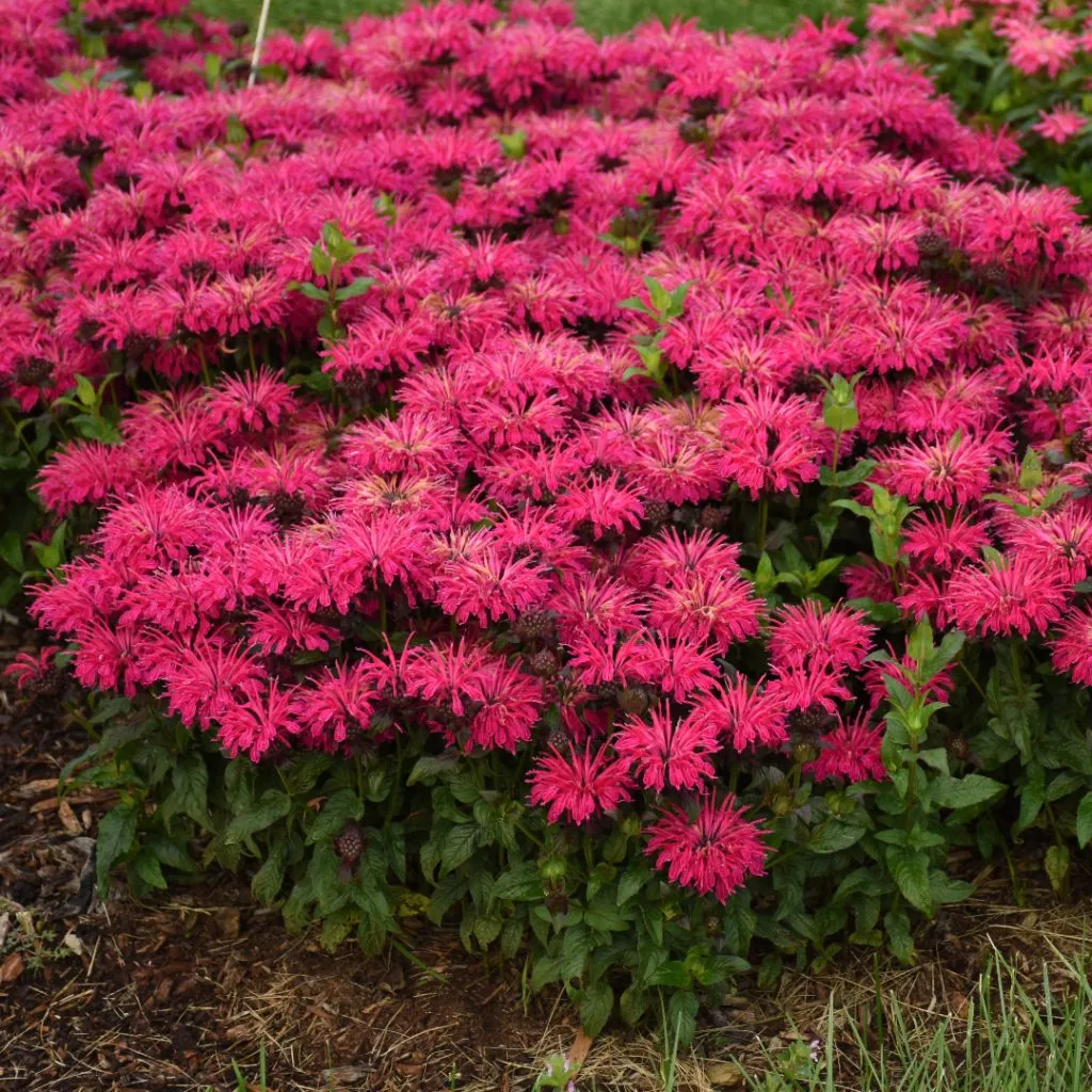 Monarda Leading Lady Razzberry