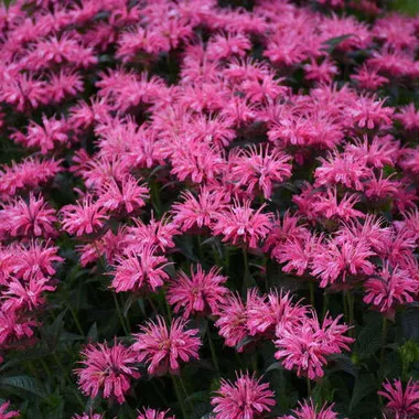 Monarda 'Pink Chenille' PPAF (20)ct Flat