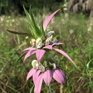 Monarda punctata (Spotted Bee Balm)