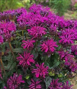 Monarda 'Rockin' Raspberry' PP28752 (20)ct Flat