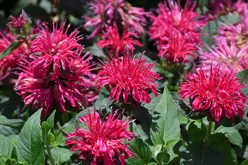 MonardaBee Balms "Balmy Rose"