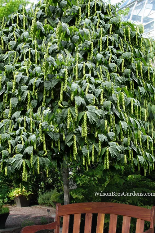Monkeytail Hornbeam Tree - 3 Gallon Pot (3-4')