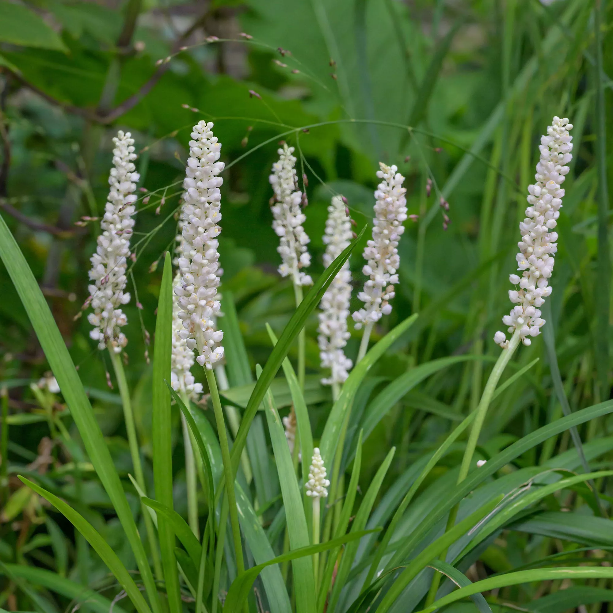 Monroe White Liriope – 1 Gallon