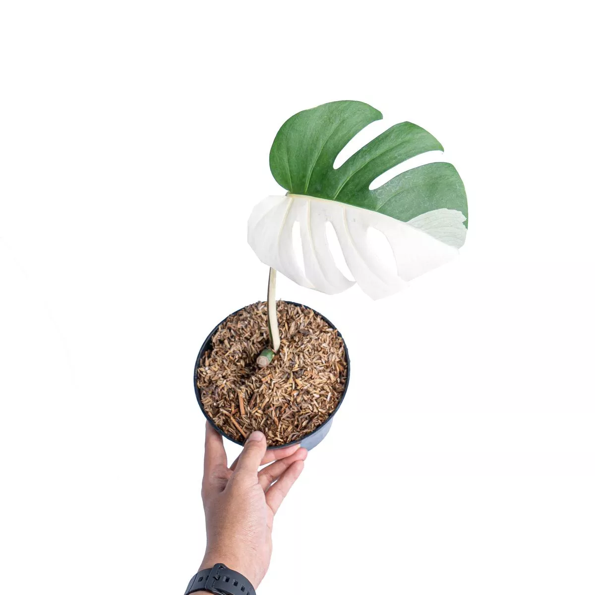Monstera albo halfmoon cutting – 1 leaf