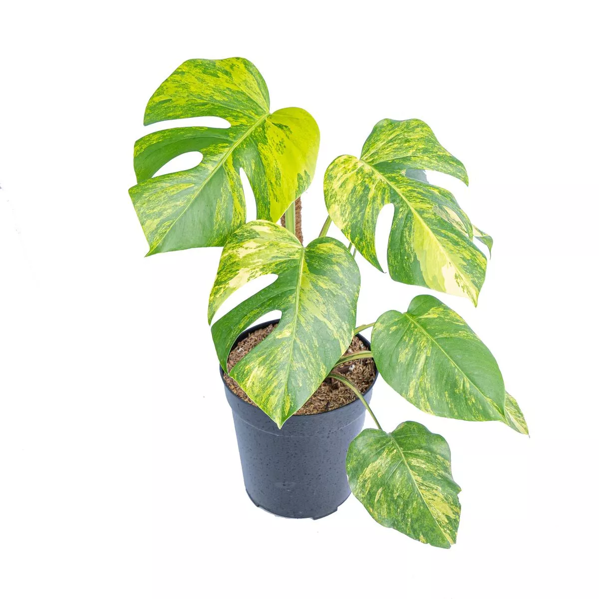 Monstera Aurea Variegated”Marmorata ” – Lush