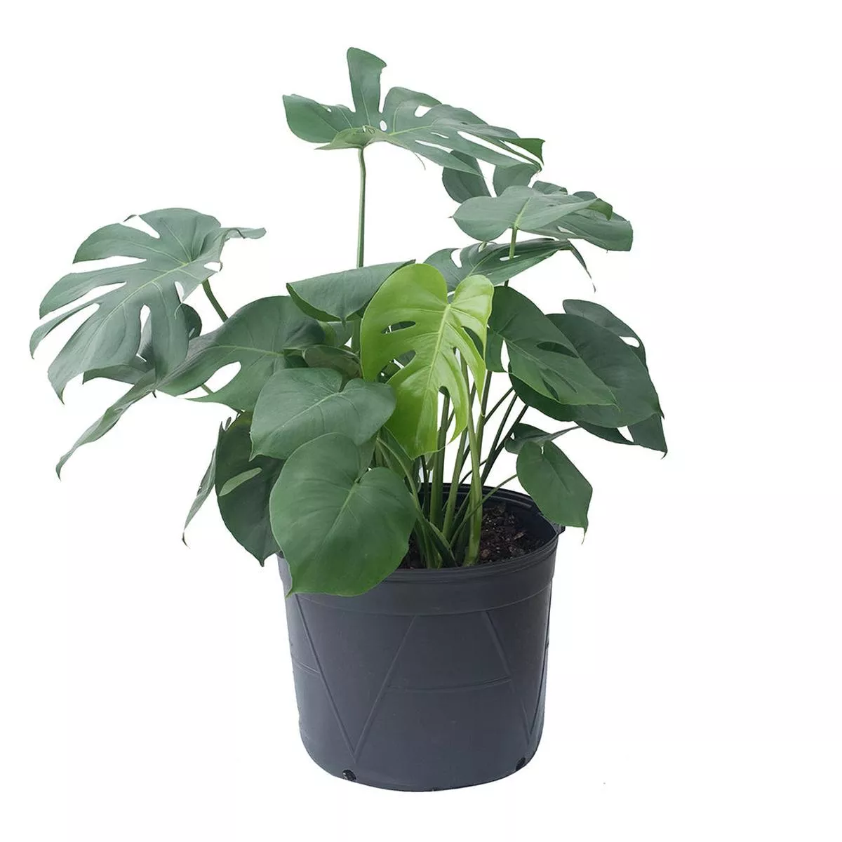Monstera Bush 14 ”