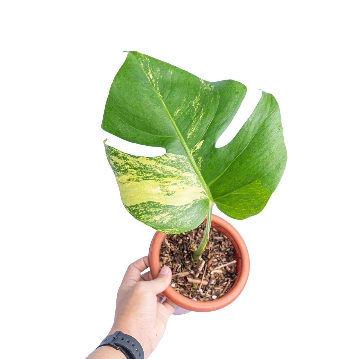 Monstera marmorata variegated cutting – 1 leaf