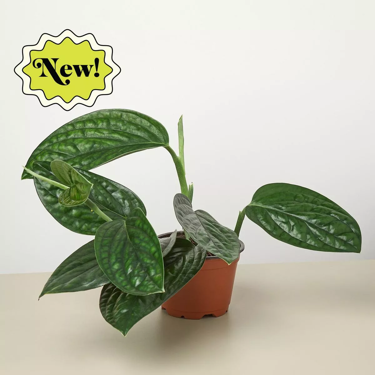 Monstera’Peru ’
