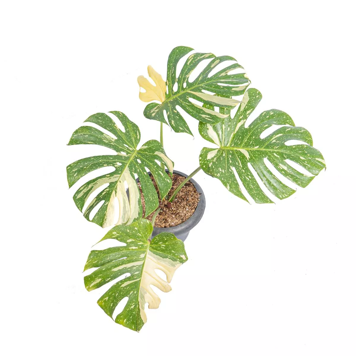 Monstera Thai Constellation – Mature size