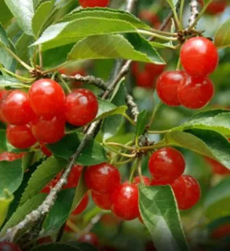 Montmorency Cherry Tree