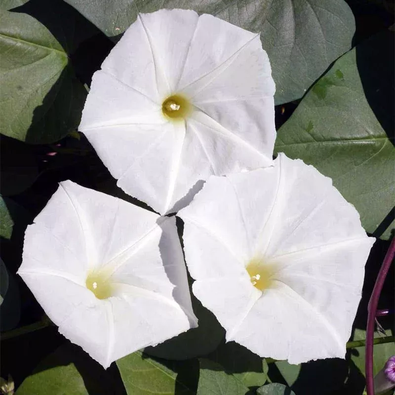 Moon Flower Seeds