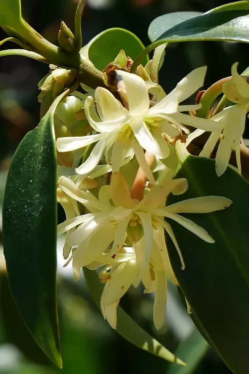 Moonbeam Yellow Flowered Anise - 1 Gallon Pot
