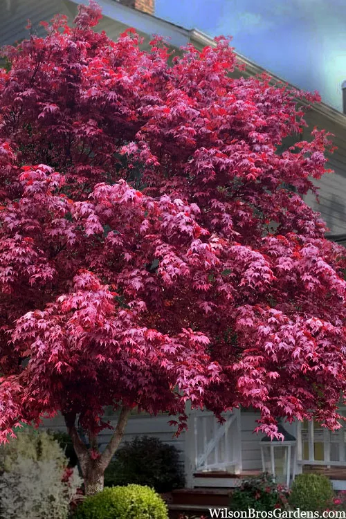 Moonfire Japanese Maple - 5 Gallon Pot (3-4')