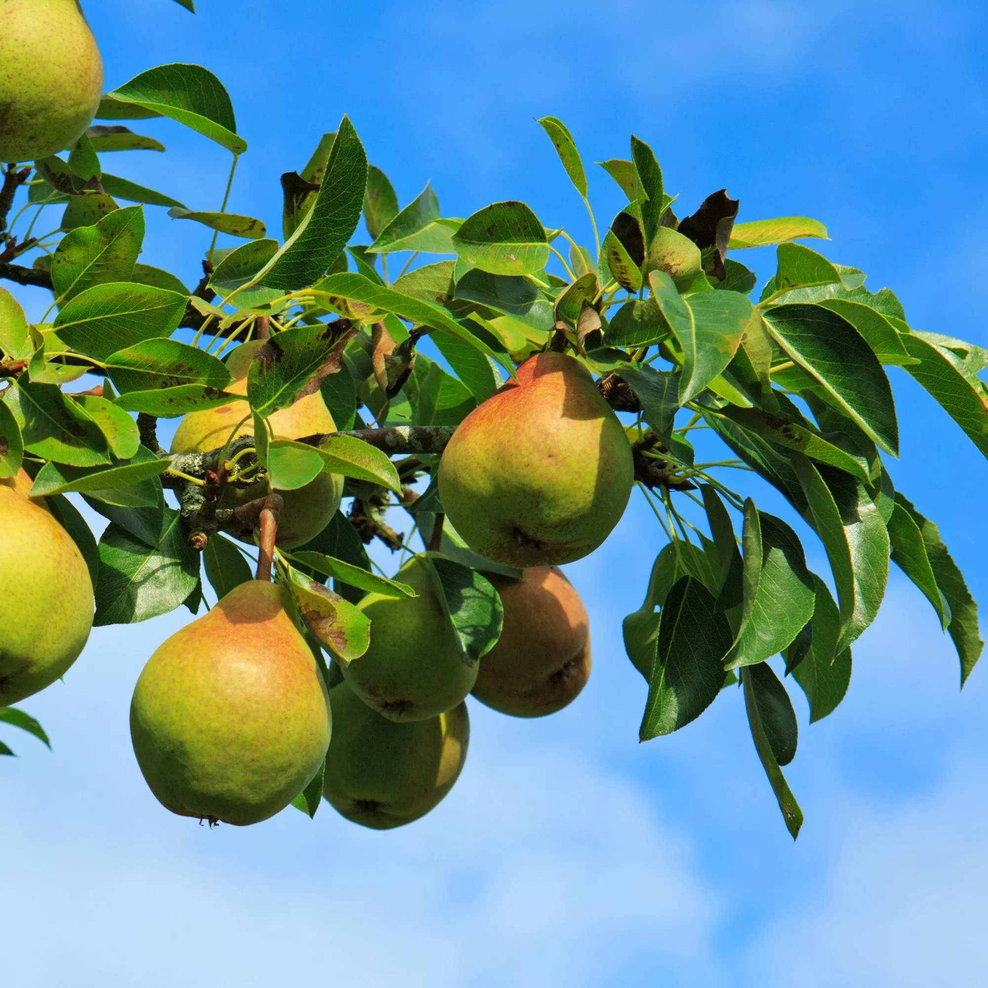 Moonglow Pear Tree – 4-5 FT