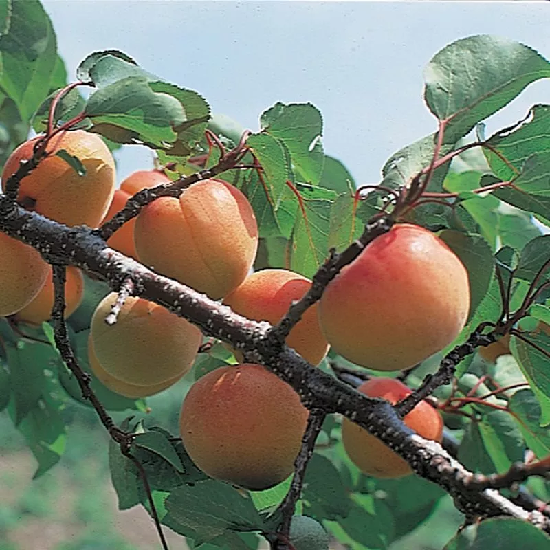 Moorpark Apricot Tree